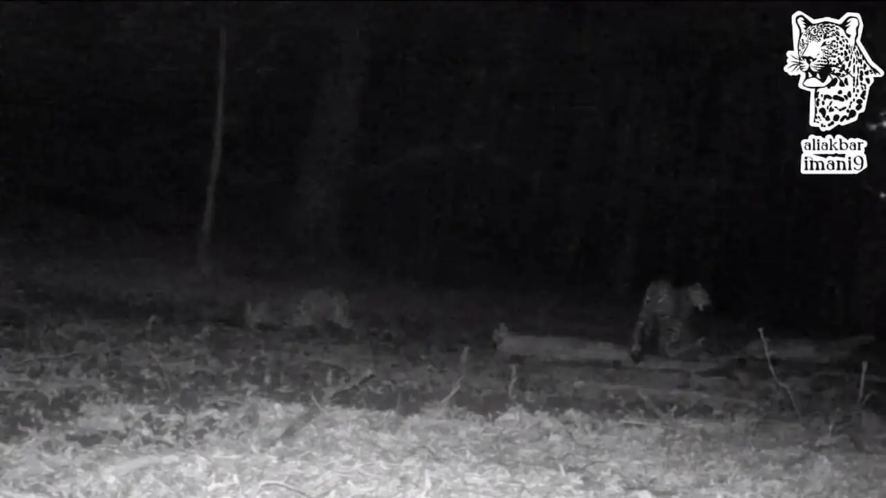 ببینید؛ حضور همزمان چهار پلنگ ایرانی در سوادکوه مازندران