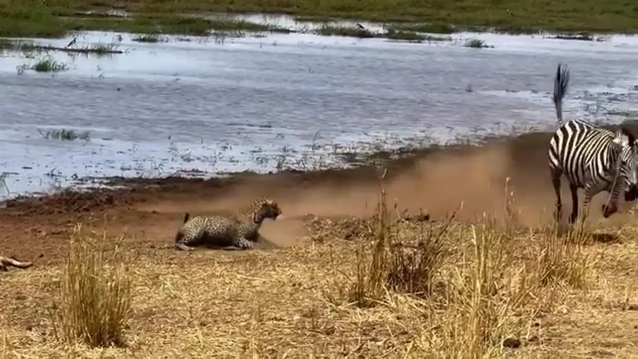تلاش دلهره آور «پلنگ» برای شکار «گورخر و توله اش