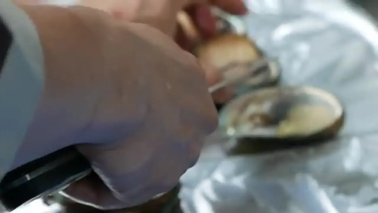 ببینید| غذای خیابانی در کره؛ تهیه یک غذای محبوب با صدف، حلزون دریایی و اختاپوس در بوسان