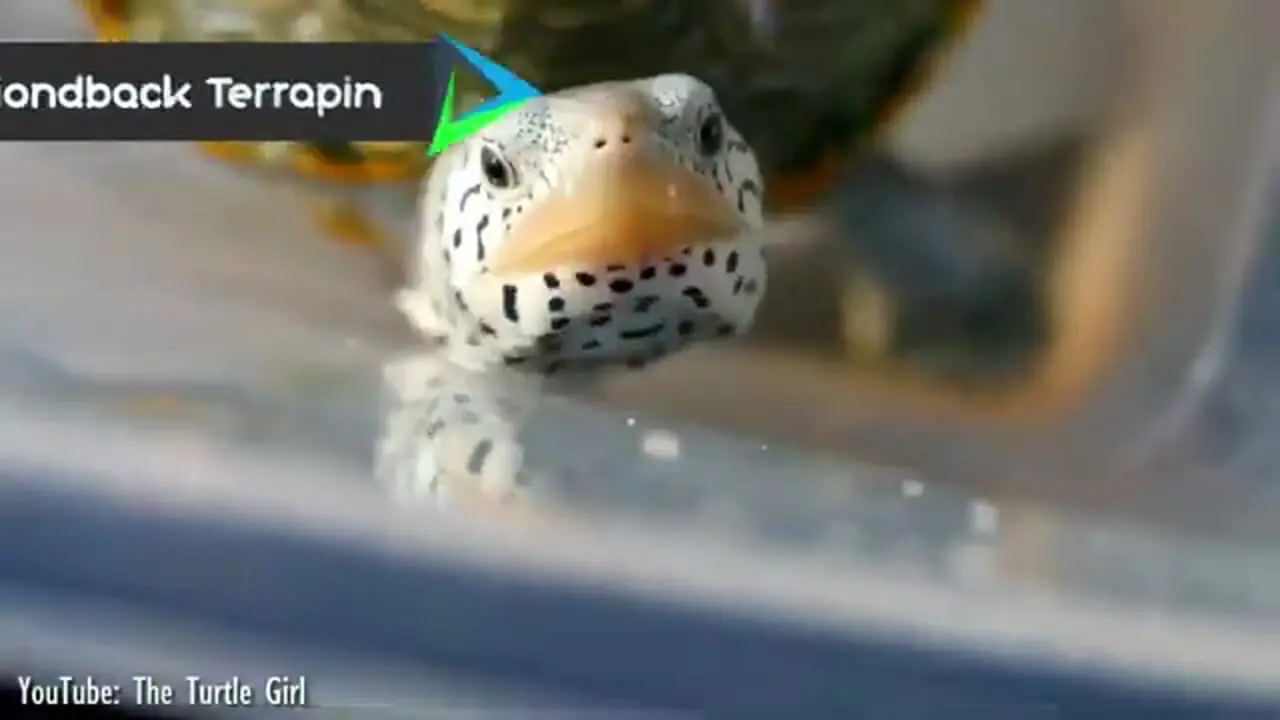 10 گونه از زیباترین لاک پشت های جهان از میان 300 گونه کشف شده