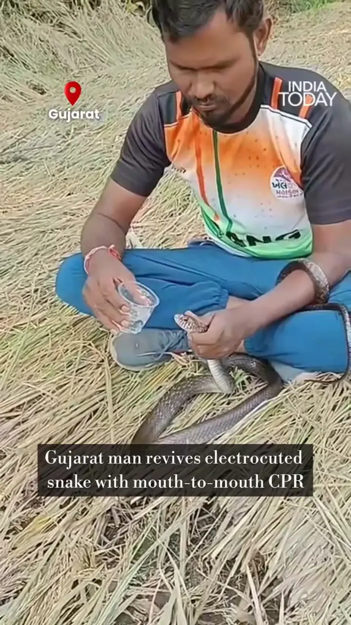 ببینید؛ لحظه نجات جان مار با تنفس دهان‌به‌دهان