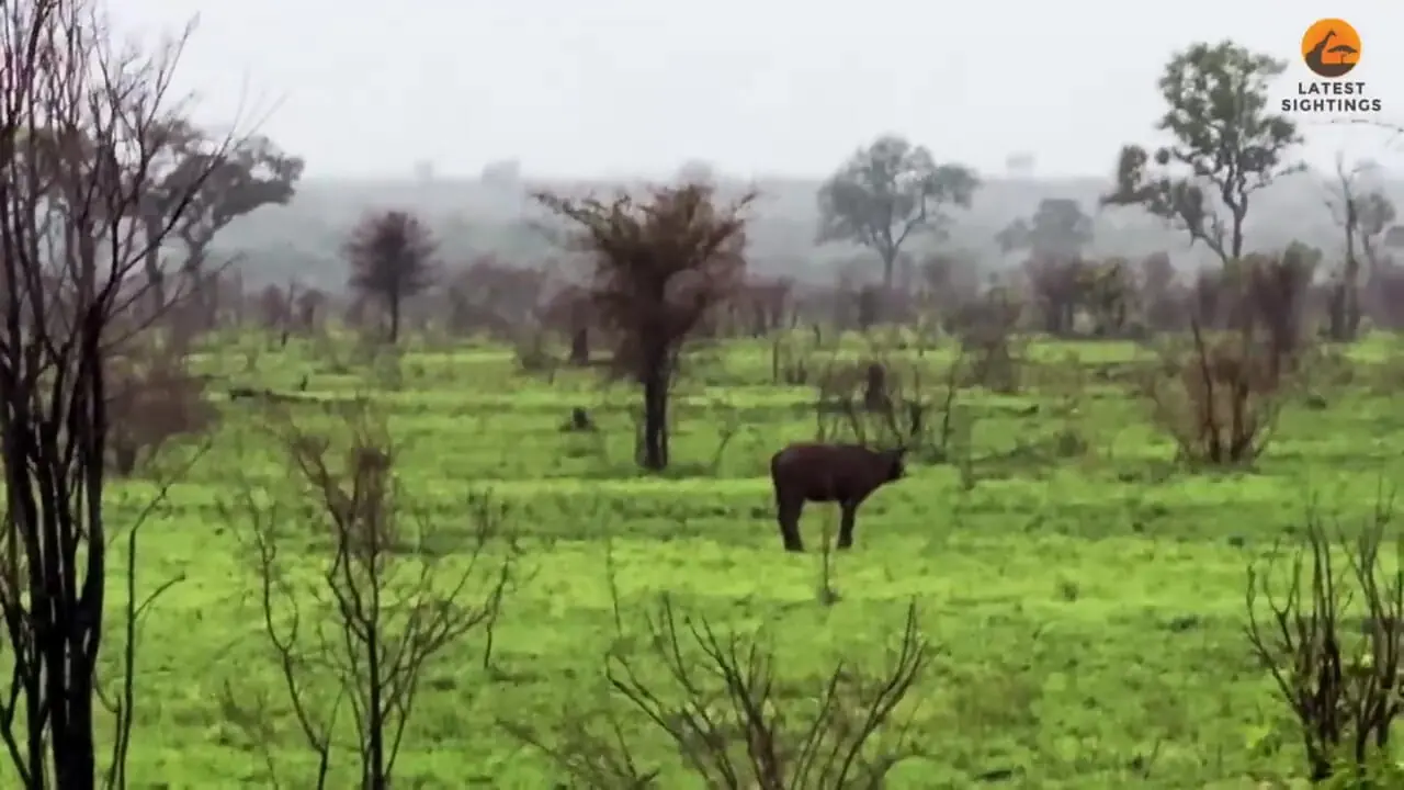 ببینید؛ لحظه‌ای تلخ برای گوساله؛ گله رهایش کرد تا شکار شیر شود