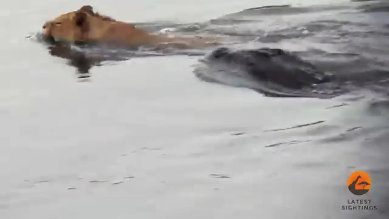 حمله ناگهانی یک کروکودیل به شیر نر در رودخانه!