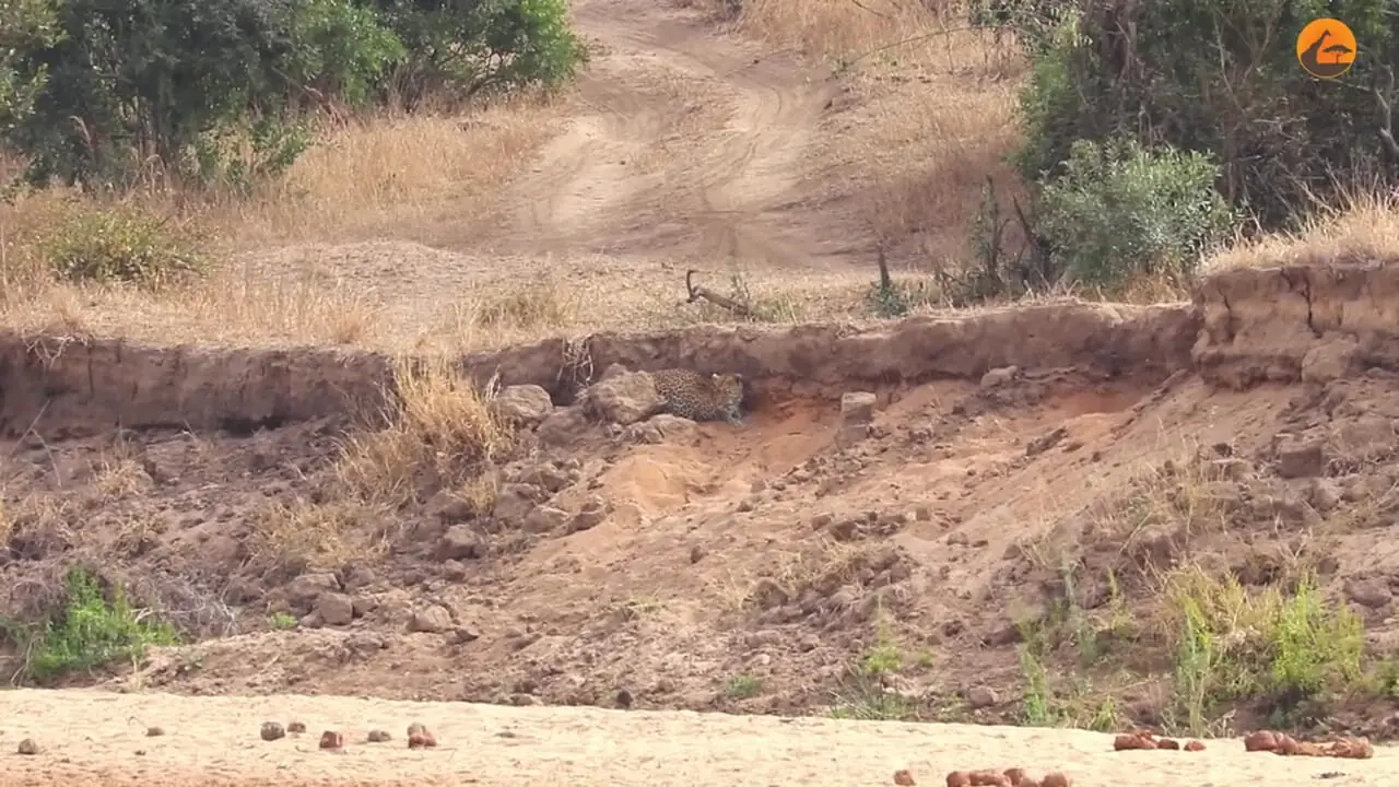 ببینید| استتار شگفت انگیز پلنگ برای شکار ایمپالا