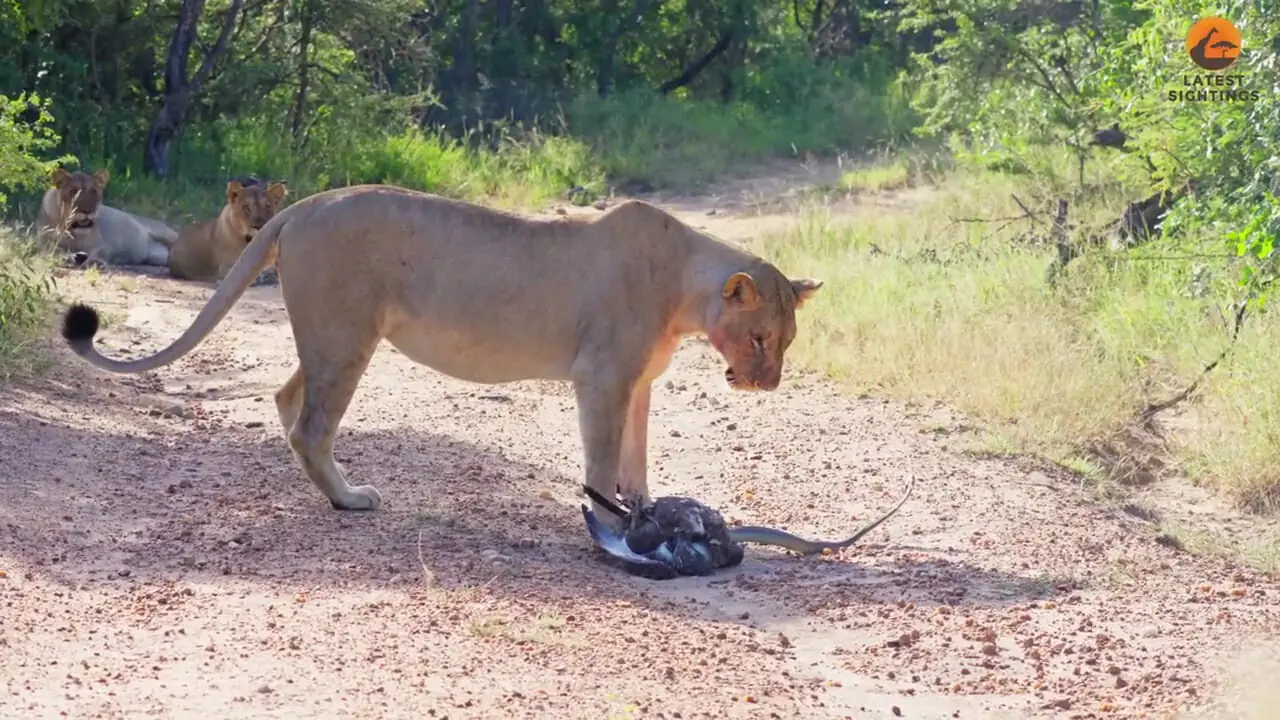 ببینید| نبرد حیرت انگیز «شیرهای ماده»، «مار مامبای سیاه» و «عقاب»!