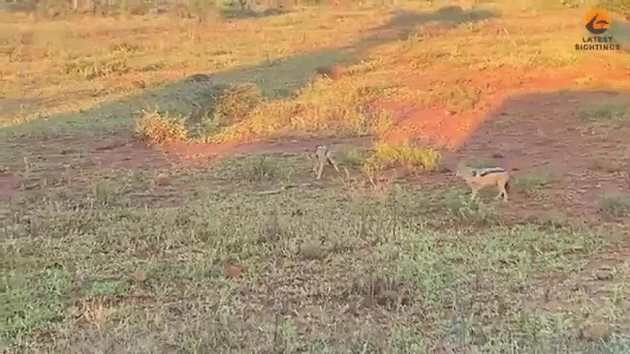 شجاعت دیدنی مار پیتون در برابر شغال های گرسنه!