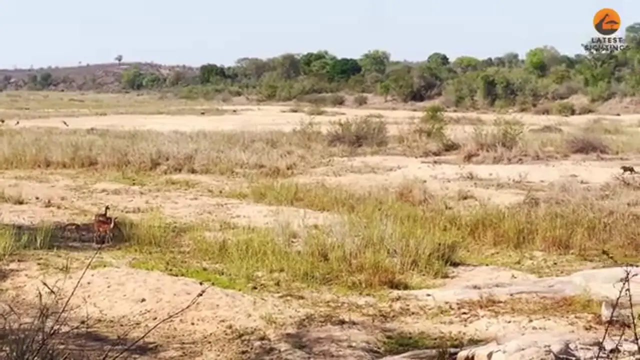 تلاش مشترک و نادر «شیر» و «پلنگ» برای شکار یک ایمپالا!!