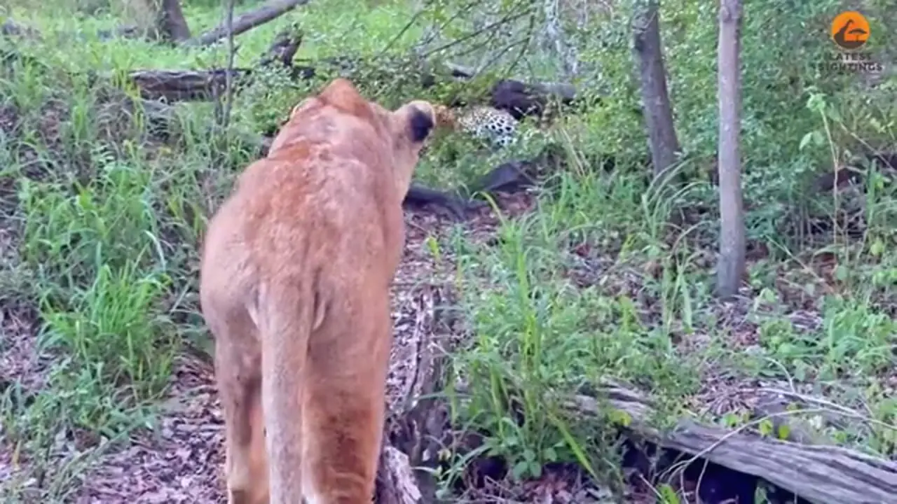 ببینید| وقتی شیر ماده، پلنگ بی نوا را تا مرز سکته می برد!