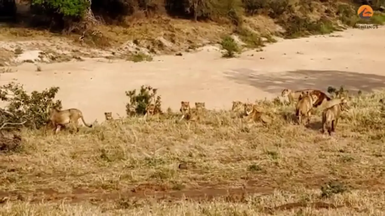 ببنیید| وقتی «فیل» به یک دسته بزرگ «شیر» یاد می دهد که سلطان جنگل چه کسی است!