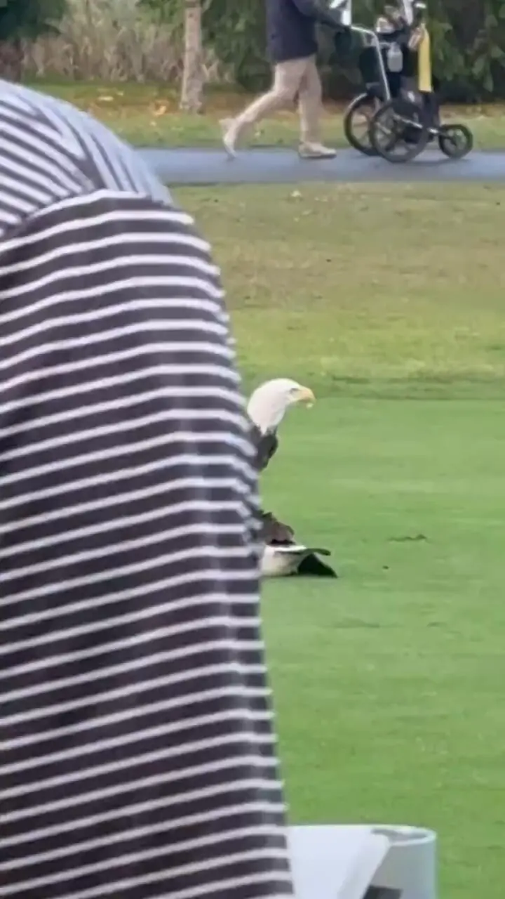 عقاب سرسفید در پس‌زمینه بازی گلف یک غاز را شکار کرد