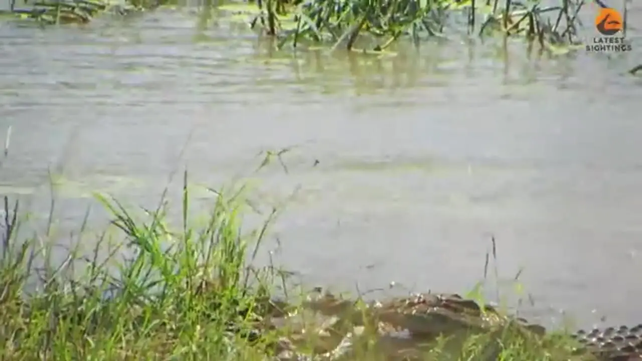 تلاش های مار پیتون برای فرار از دست کروکودیل گرسنه