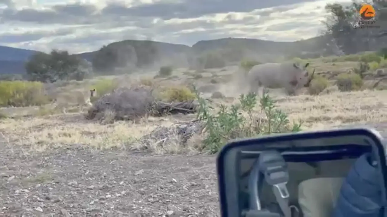 ببینید| حمله هولناک «کرگدن» خشمگین به «شیر نر» مزاحم