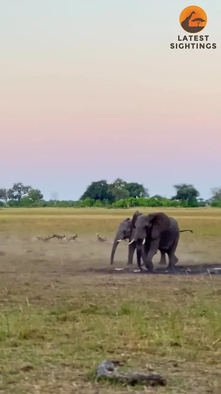 نجات جان «اسب آبی» از دست سگ های وحشی توسط فیل ها!