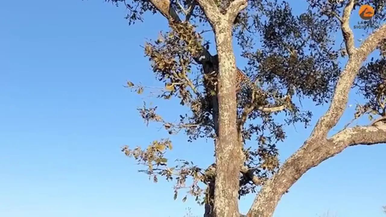 وقتی ـسنجاب» به «پلنگ» نشان می دهد که رئیس کیست!