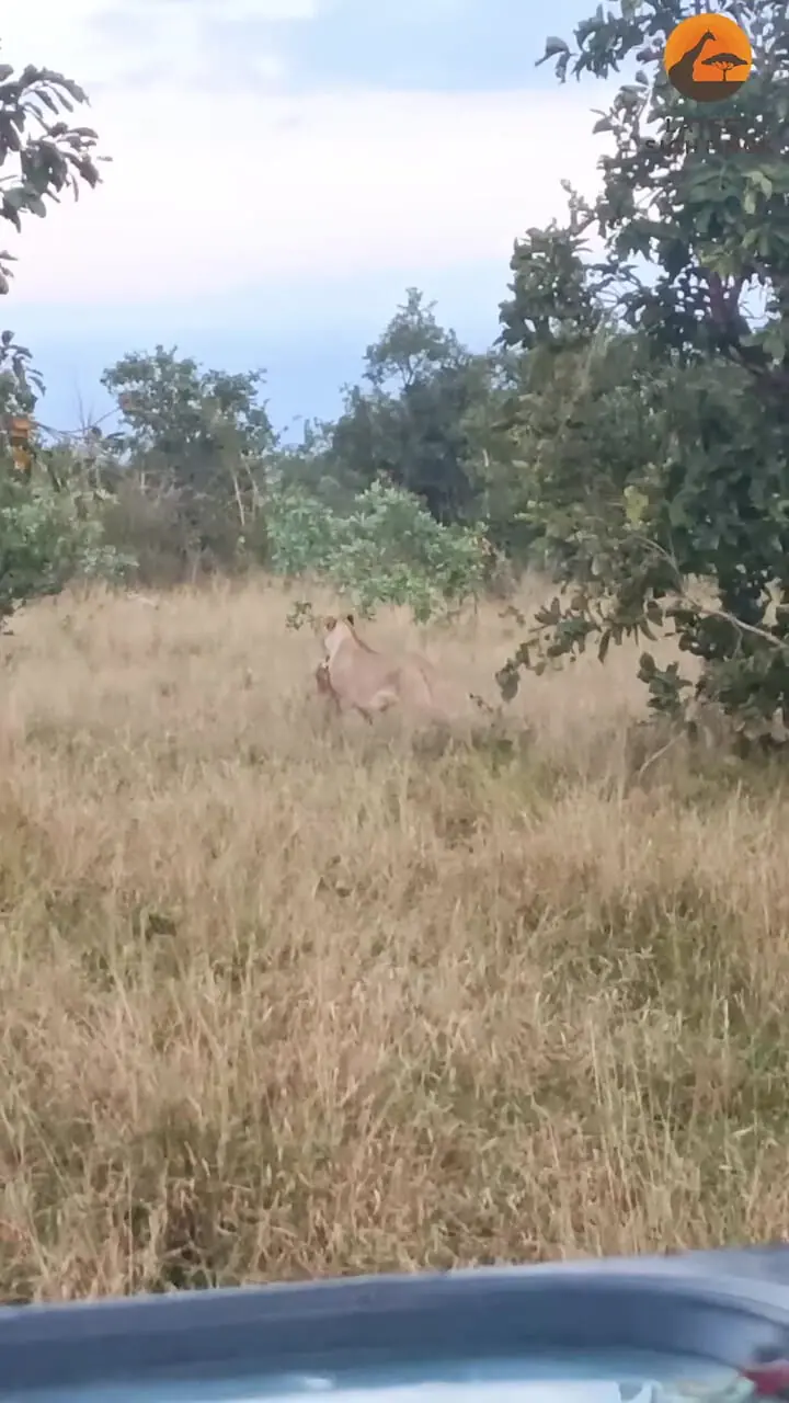 نجات «پلنگ» از دست دو «ماده شیر» توسط یک گله «فیل»!