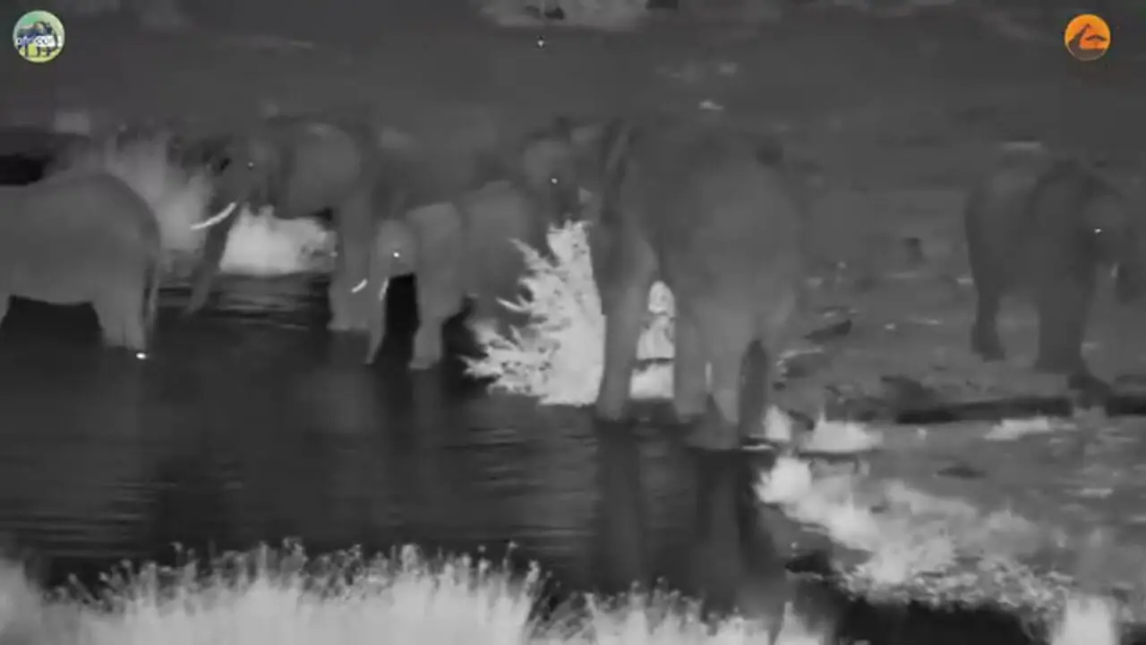 تلاش های دیوانه وار یک «کروکودیل» برای شکار فیل ها!