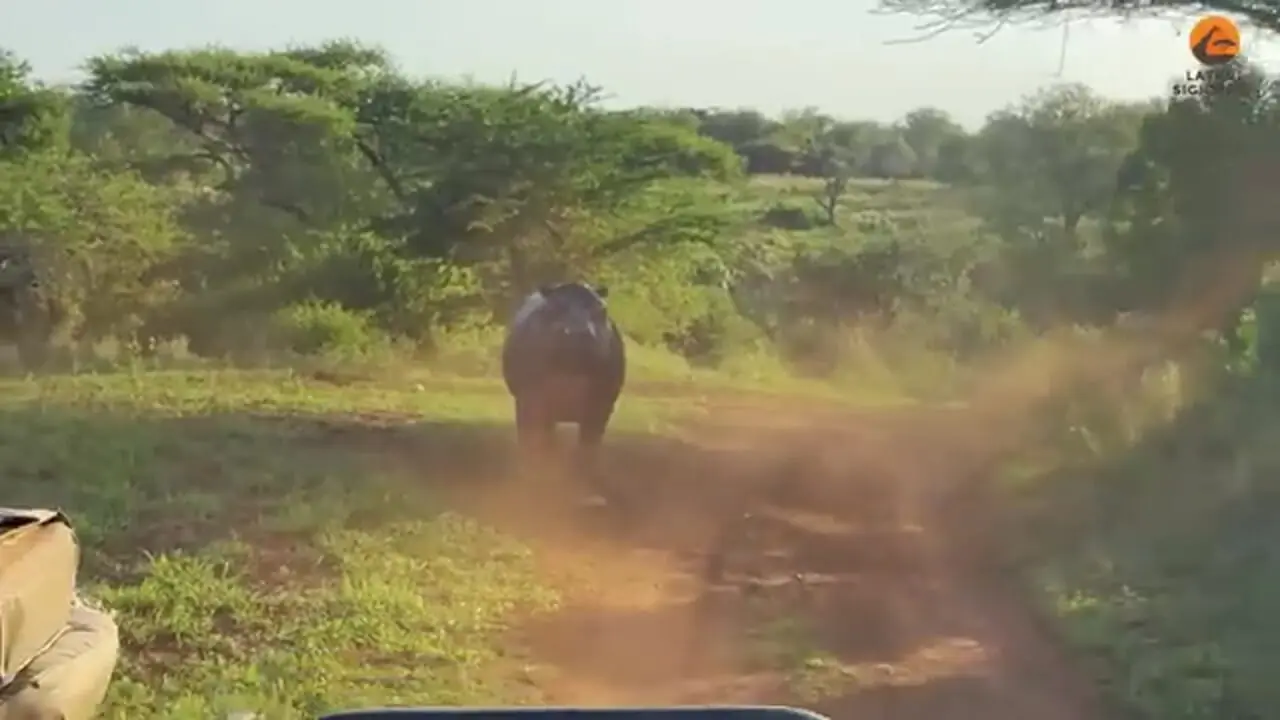حمله «اسب آبی» عصبانی به خودروی گردشگران!