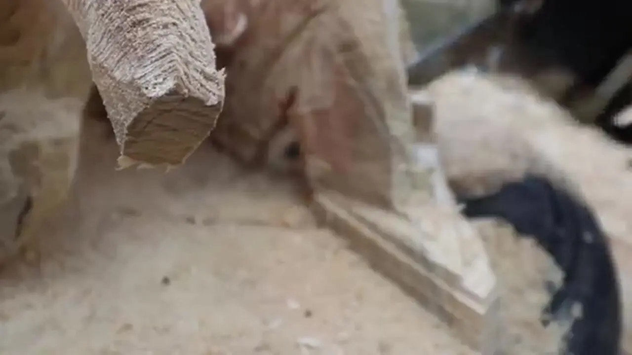 ببینید| ساخت مجسمه غول پیکر چوبی زنبور با اره برقی به روش نجار اوکراینی