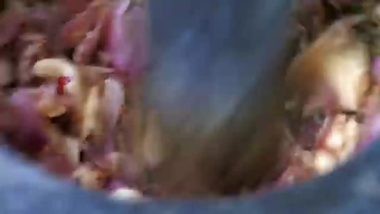 غذای خیابانی در تایلند؛ پخت یک غذای محبوب با دم گاو در بانکوک