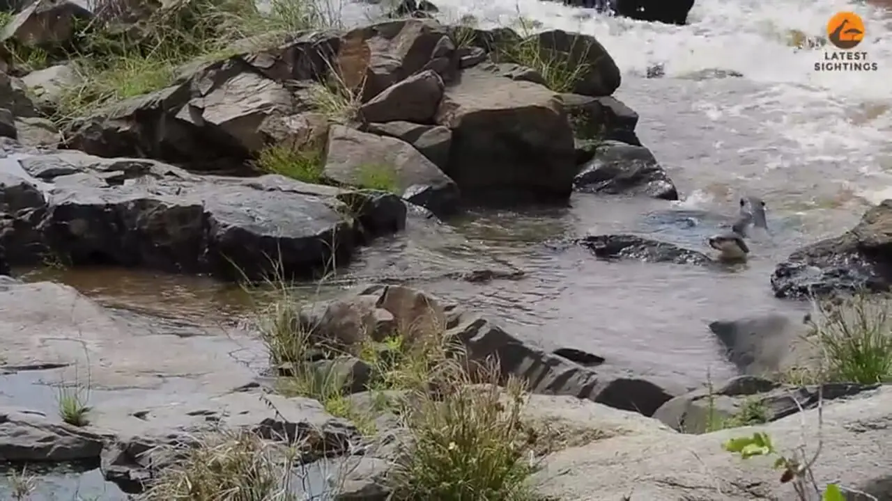 وقتی «سمورهای آبی» برای حفظ قلمروشان دم «کروکودیل» را گاز می گیرند!