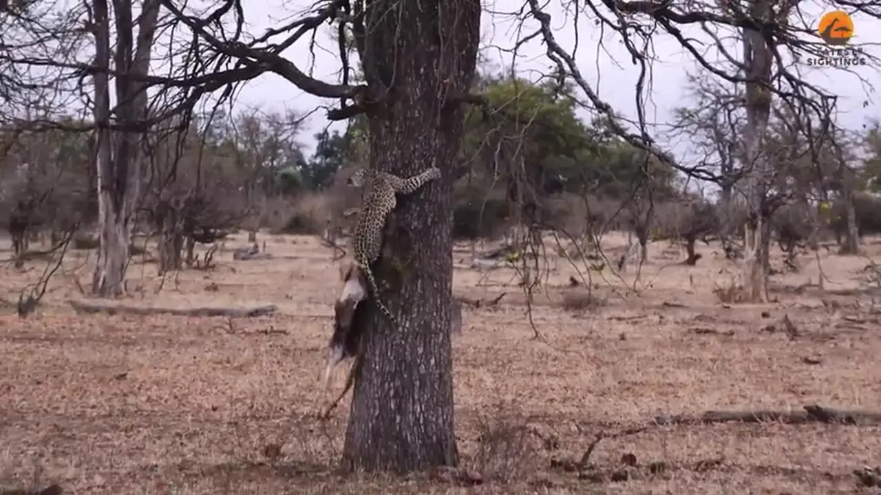 تلاش ناموفق پلنگ برای بردن لاشه ایمپالا به بالای درخت