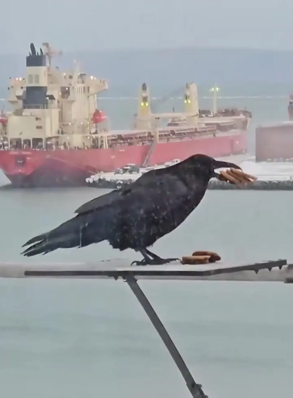 ببینید؛ کلاغ باهوش و بار زدنِ تمام بیسکوئیتها در یک پرواز