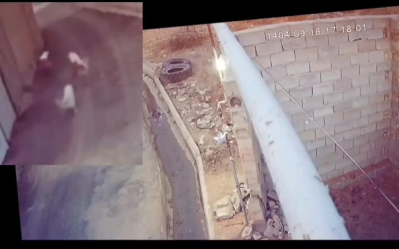 ببینید؛ لحظه نجات معجزه‌آسای دختر دانش‌آموز از حمله سگ‌های ولگرد!