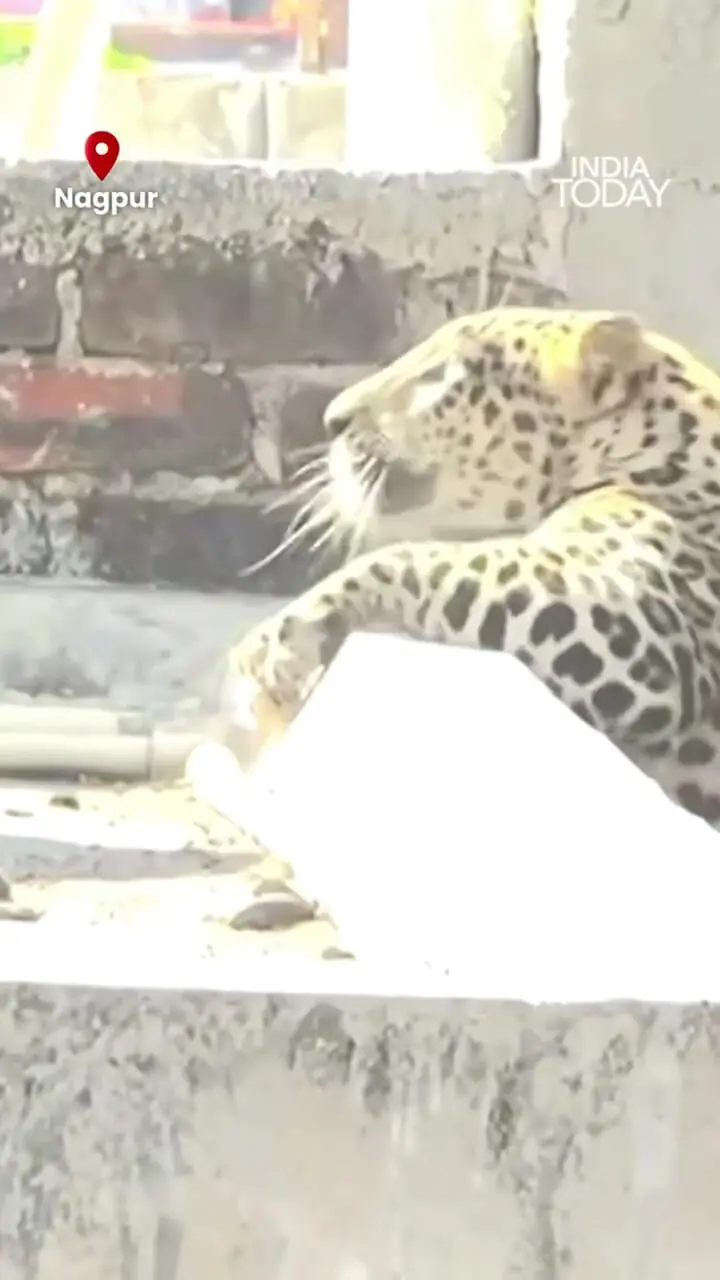 ببینید؛ زمینگیر شدن پلنگ پس از حمله به ۷ نفر در منطقه مسکونی