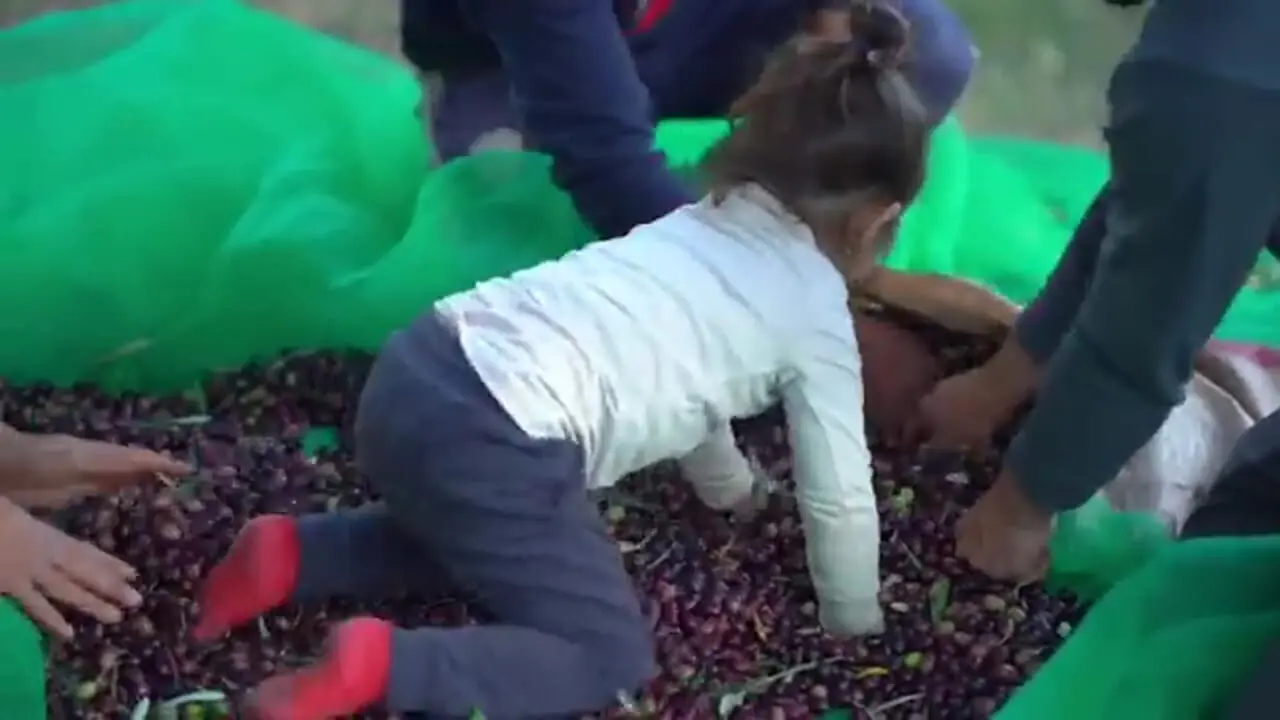 غذای روستایی در مراکش؛ تهیه روغن زیتون به روش سنتی با آسیاب سنگی