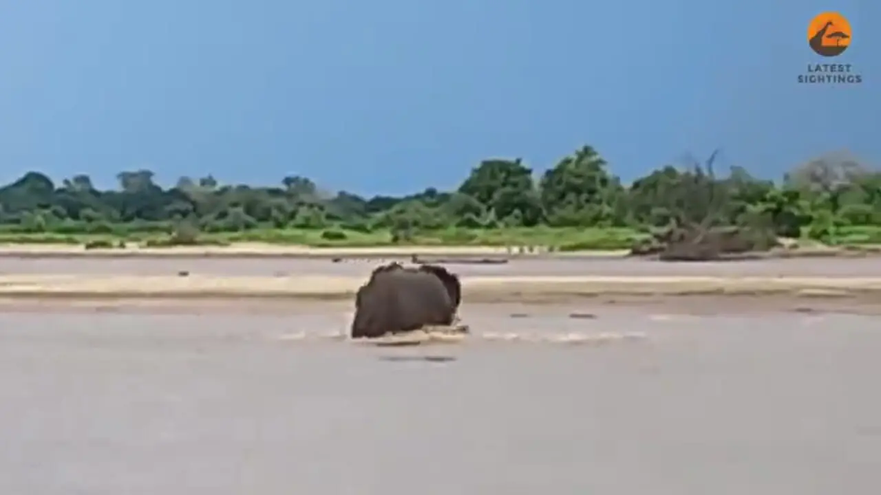 تلاش فیل برای فرار از دست کروکودیلی که دم اش را گاز گرفته!