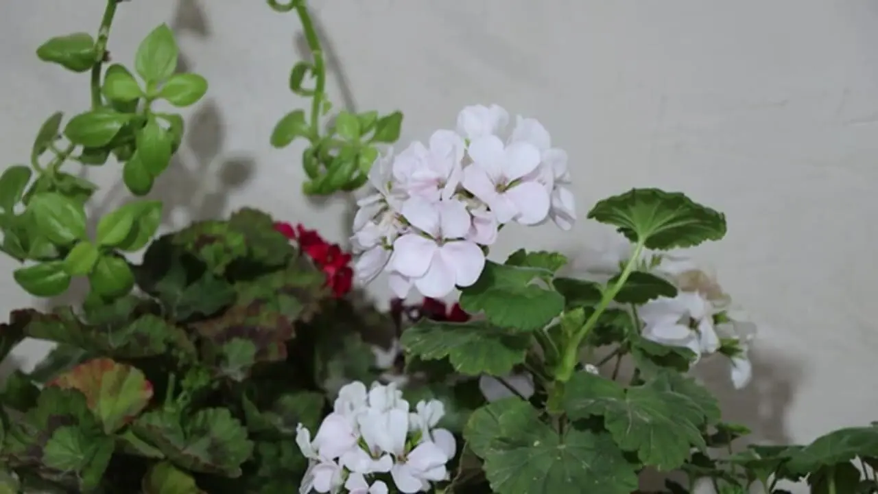 غذای روستایی در ایران؛ پخت سبزی پلو با ماهی و تهیه پنیر تازه در روستا