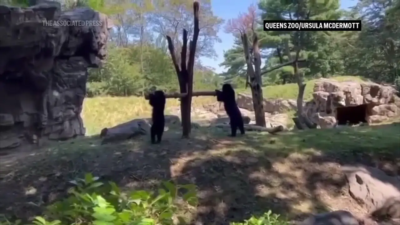 ببینید؛ تصاویر دیدنی از الاکلنگبازی توله خرسها