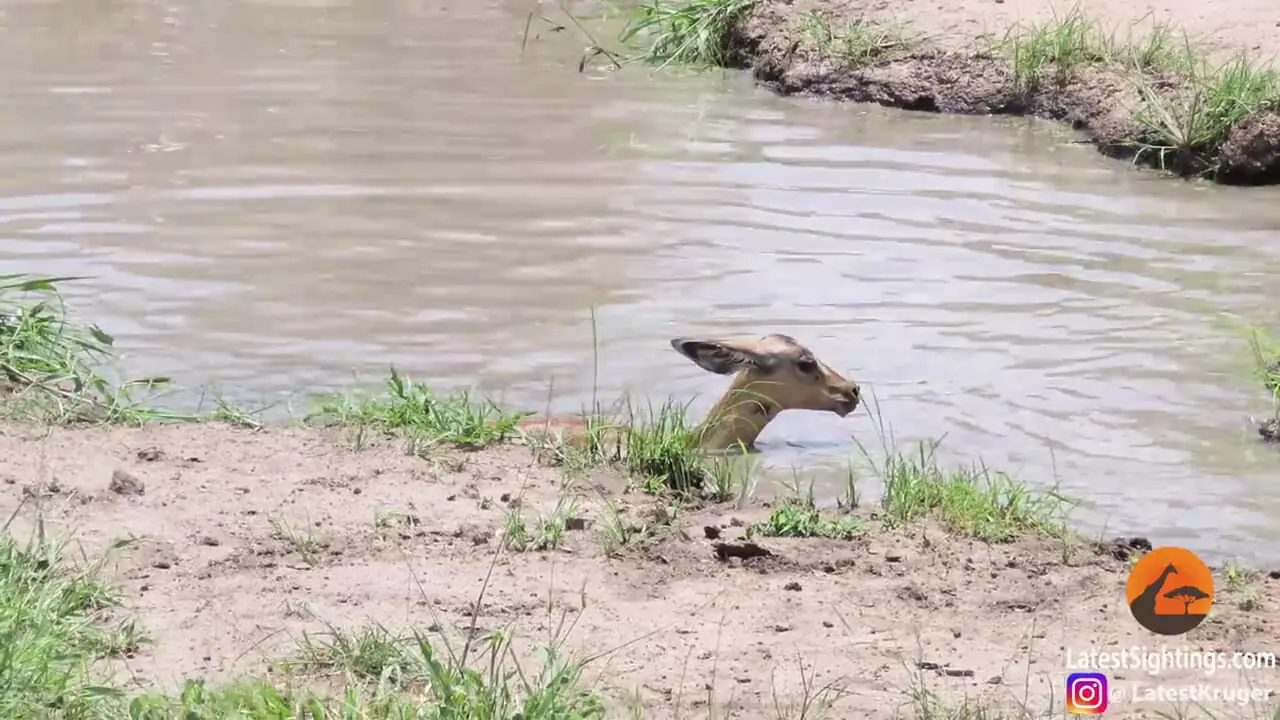 ایمپالا از دست کروکودیل فرار کرد و در دام پلنگ ادفتاد!