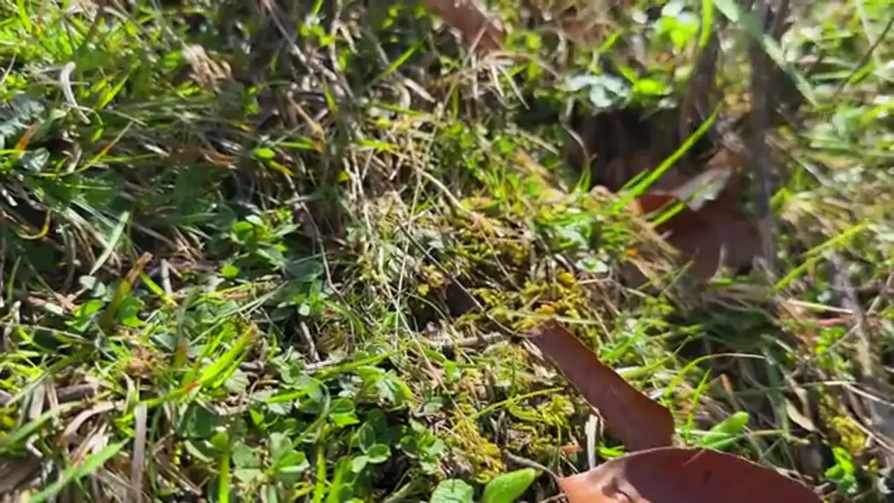 ببینید| غذای روستایی در آذربایجان؛ پخت مرغ به 3 روش در ظرف شیشه ای در روستایی بهشتی