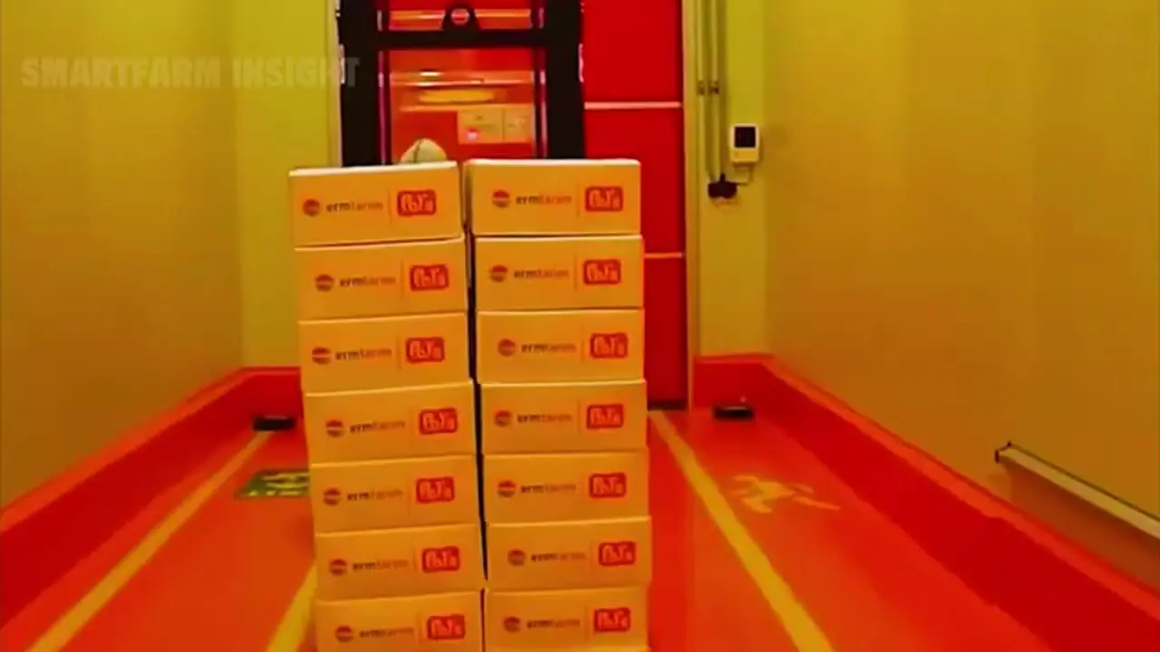 چگونه تایلندی ها میلیون ها جک فروت را برداشت و فرآوری می کنند؟