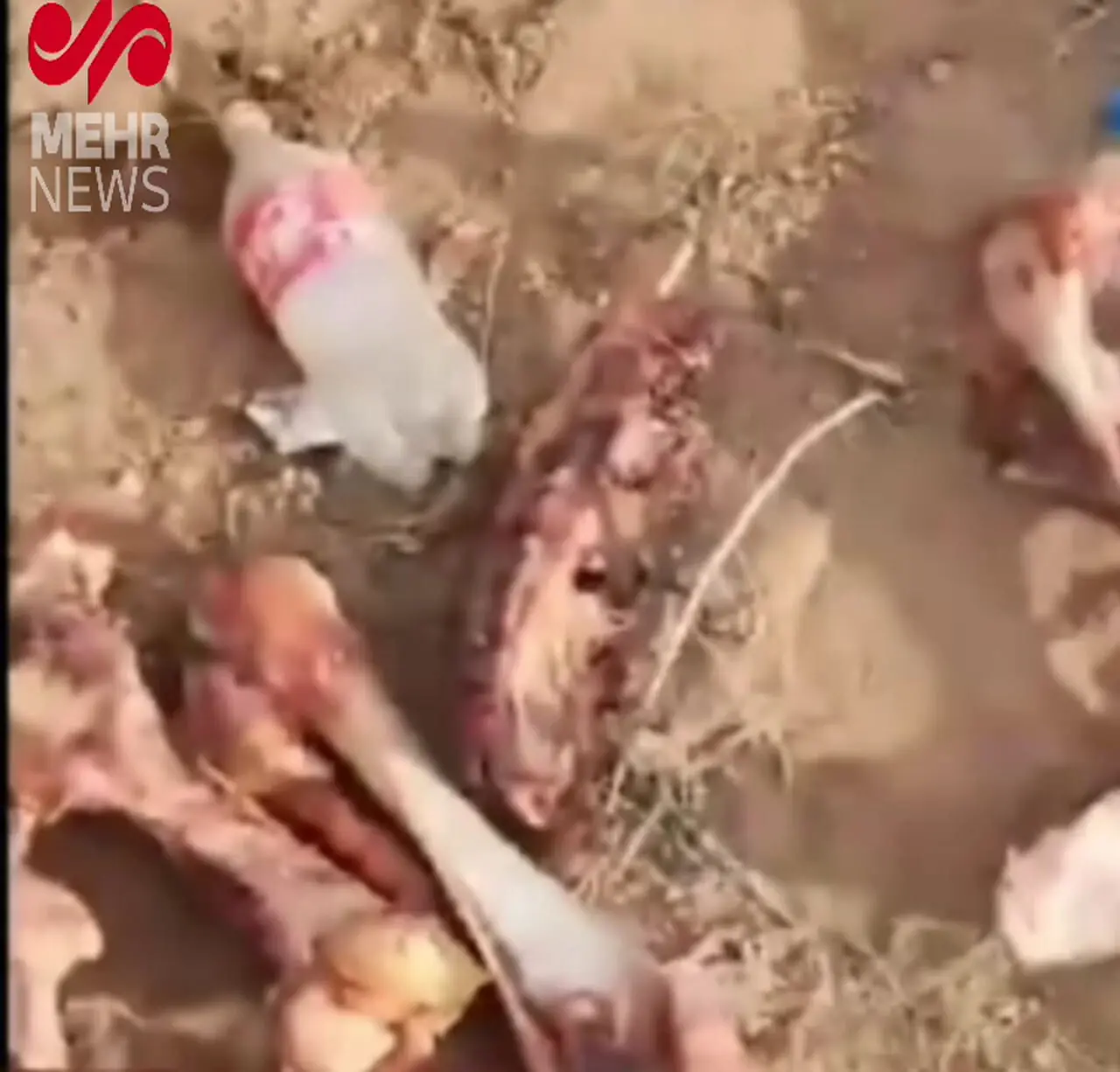 ببینید؛ کشف ۳ تن گوشت الاغ و قاطر با برچسب جعلی گوشت گوساله در تهران