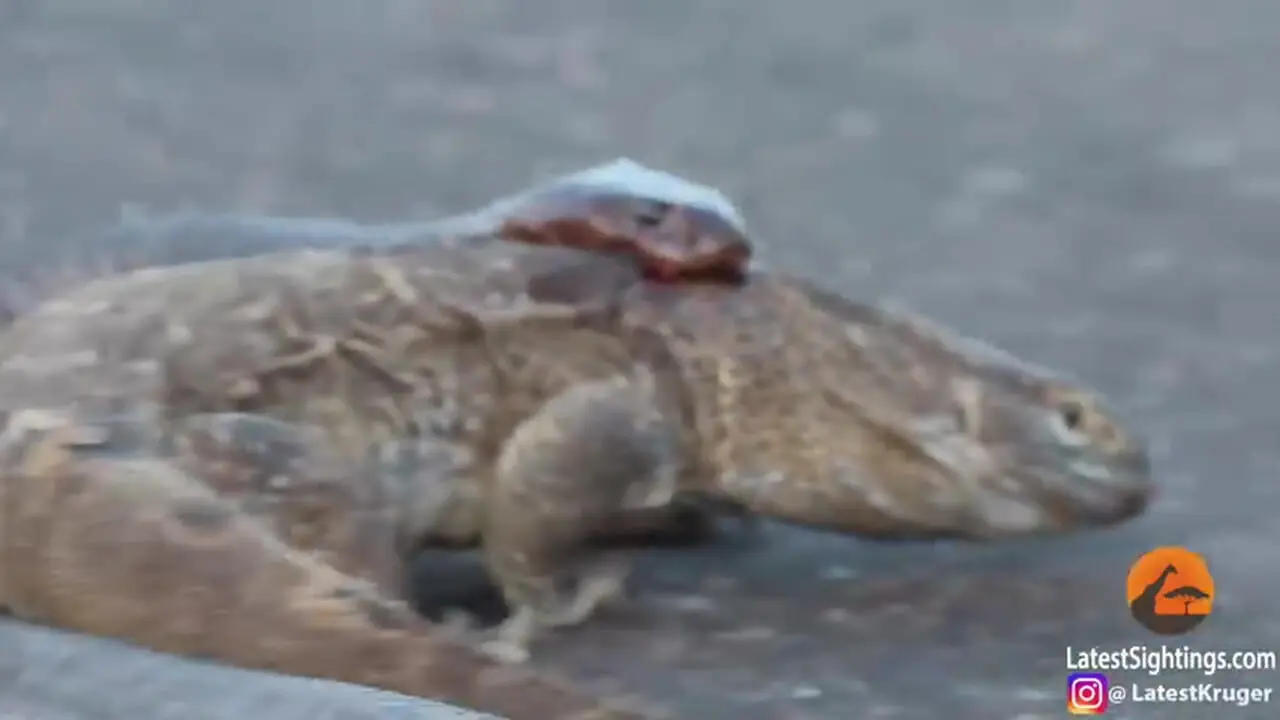 تلاش عجیب «مار کبرا» برای شکار «بزمجه» در میان جاده!