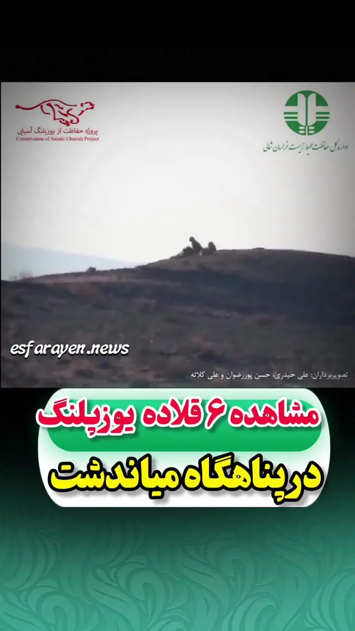 ببینید؛ مشاهده ۶ یوزپلنگ آسیایی در پناهگاه حیاتوحش میاندشت