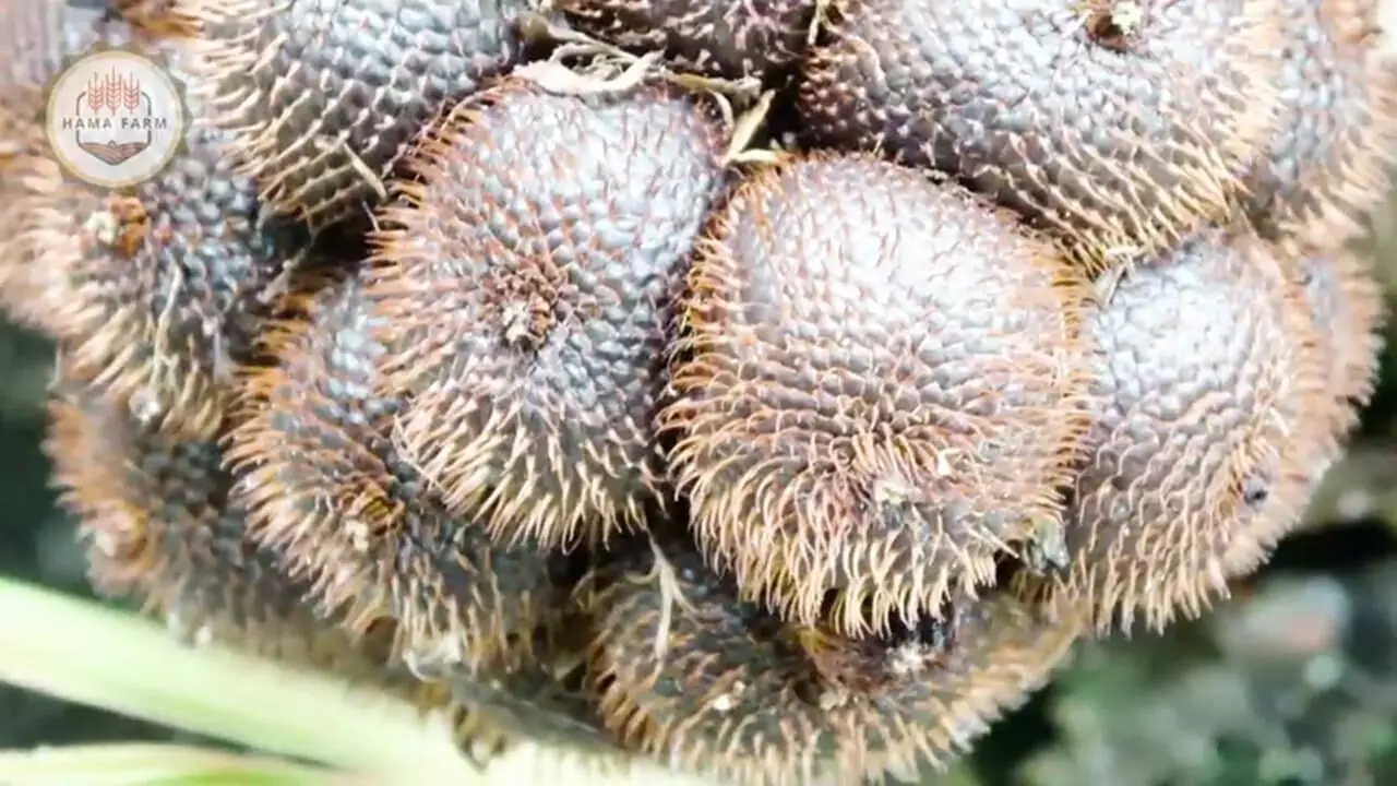 چگونه اندونزیایی ها میلیون ها سالاک را برداشت می کنند؟