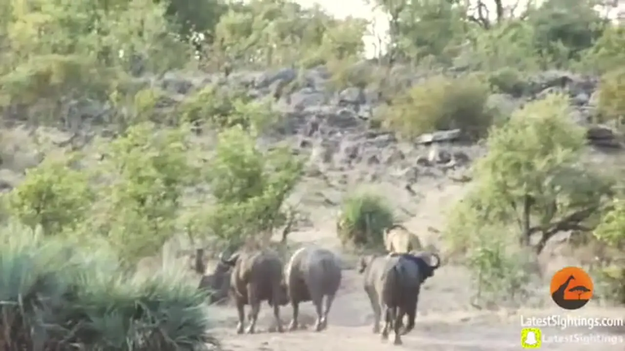 لحظه نجان جان «بچه فیل» از دست «شیرهای گرسنه» توسط «بوفالوها»