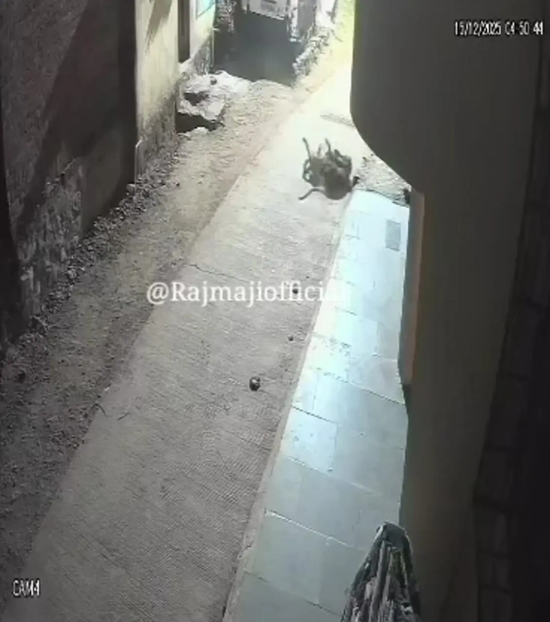 ببینید؛ نبرد جسورانه سگ خانگی با پلنگ مقابل لنز دوربین مداربسته!