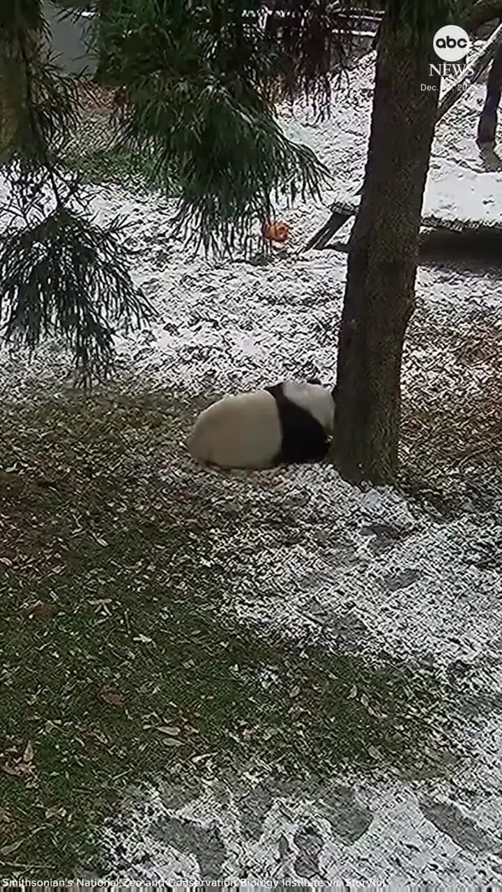 ببینید؛ بازی و شیطنت پانداها در برفِ باغ‌وحش 