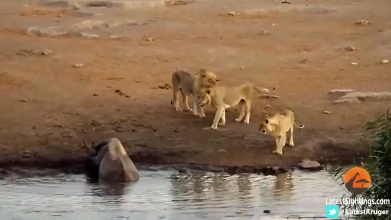 مقاومت شجاعانه «کرگدن» گیر افتاده در باتلاق در برابر سه «شیر» گرسنه