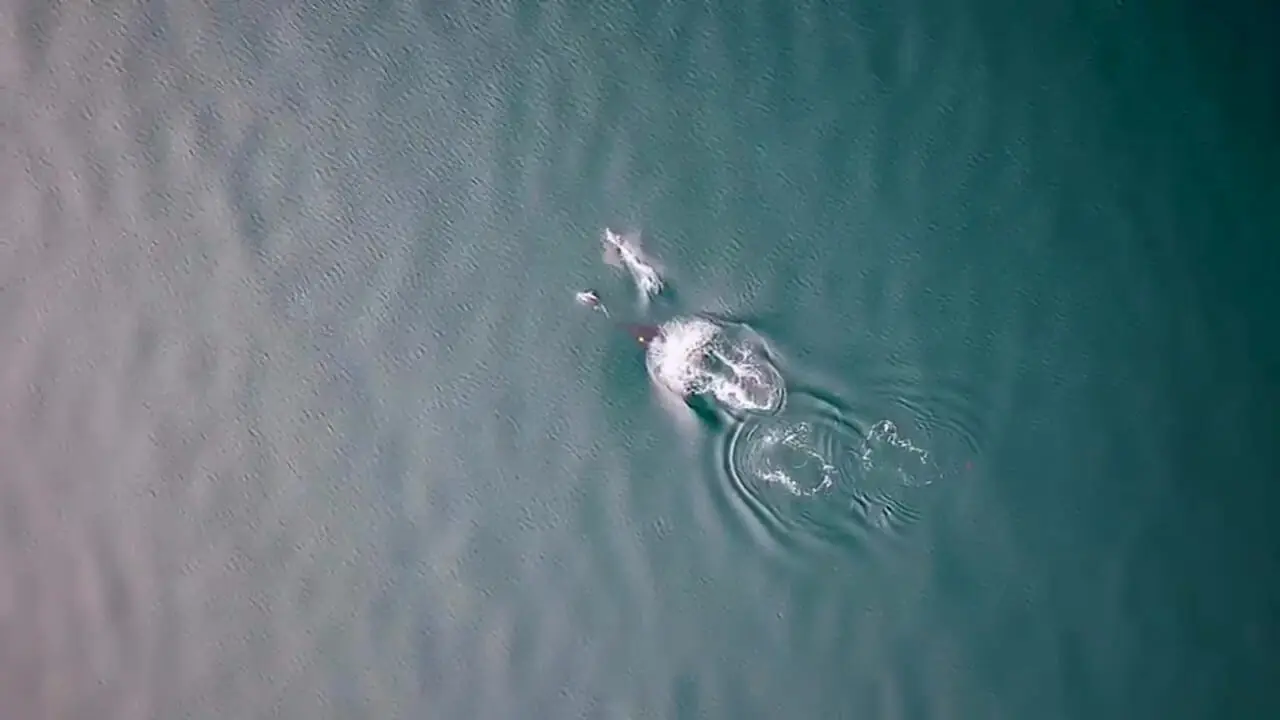 ببینید؛ همکاری دیدنی نهنگ و دلفین در شکار سالمون