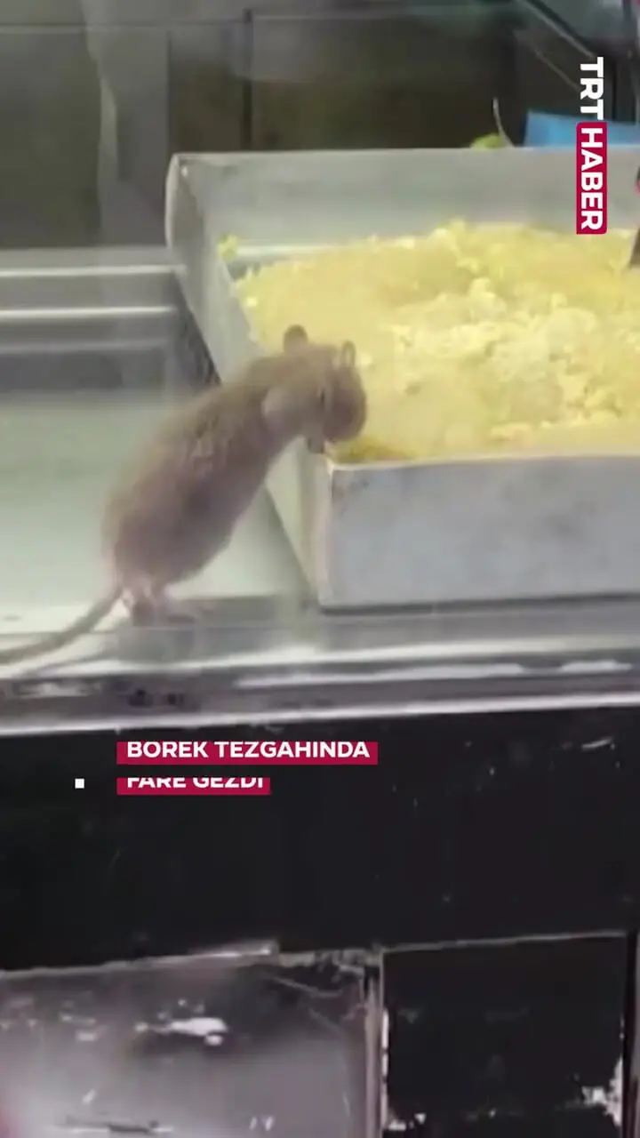 ببینید؛ تصاویر چندشآور از پرسه یک موش میان سینیهای قنادی