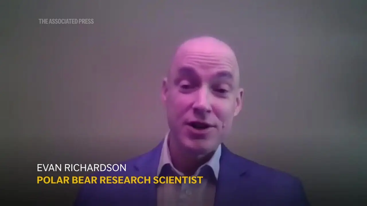 ببینید؛ اتفاقی نادر در حیات وحش؛ خرس قطبی یک توله را به فرزندی پذیرفت