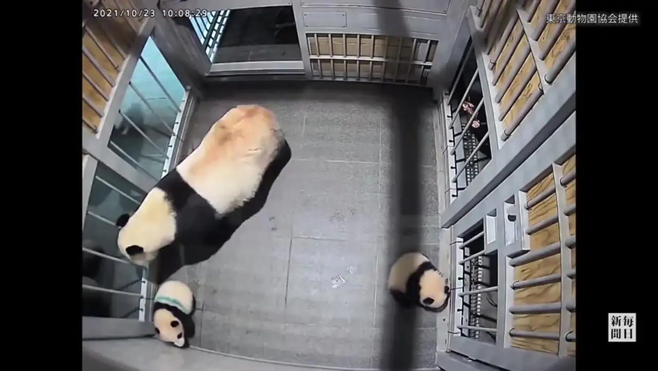 تصاویر| بازگردانده شدن پانداهای دوقلو به چین و بی پاندا شدن مردم ژاپن بعد از نیم قرن