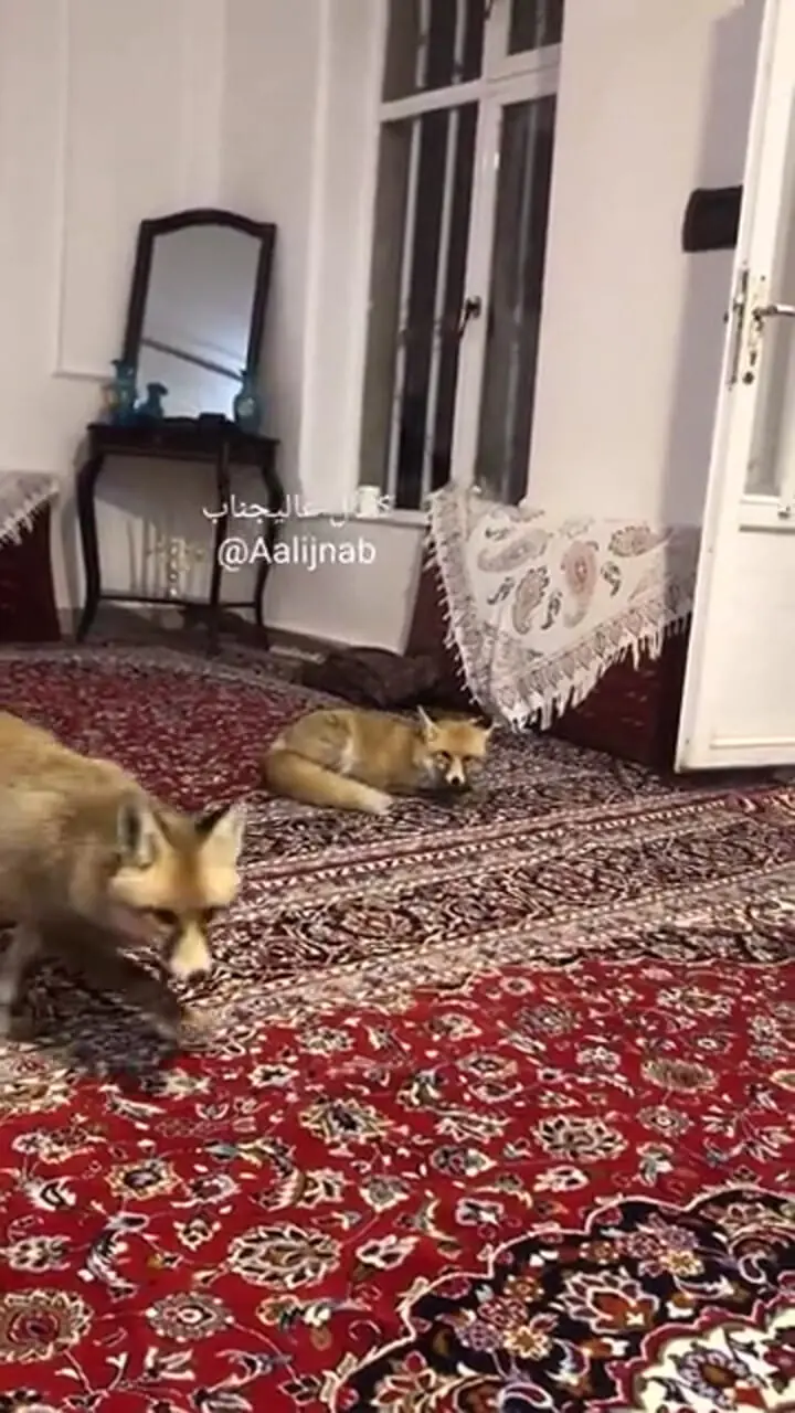 پناه آوردن روباه‌ها در شب برفی به خانه‌های مردم