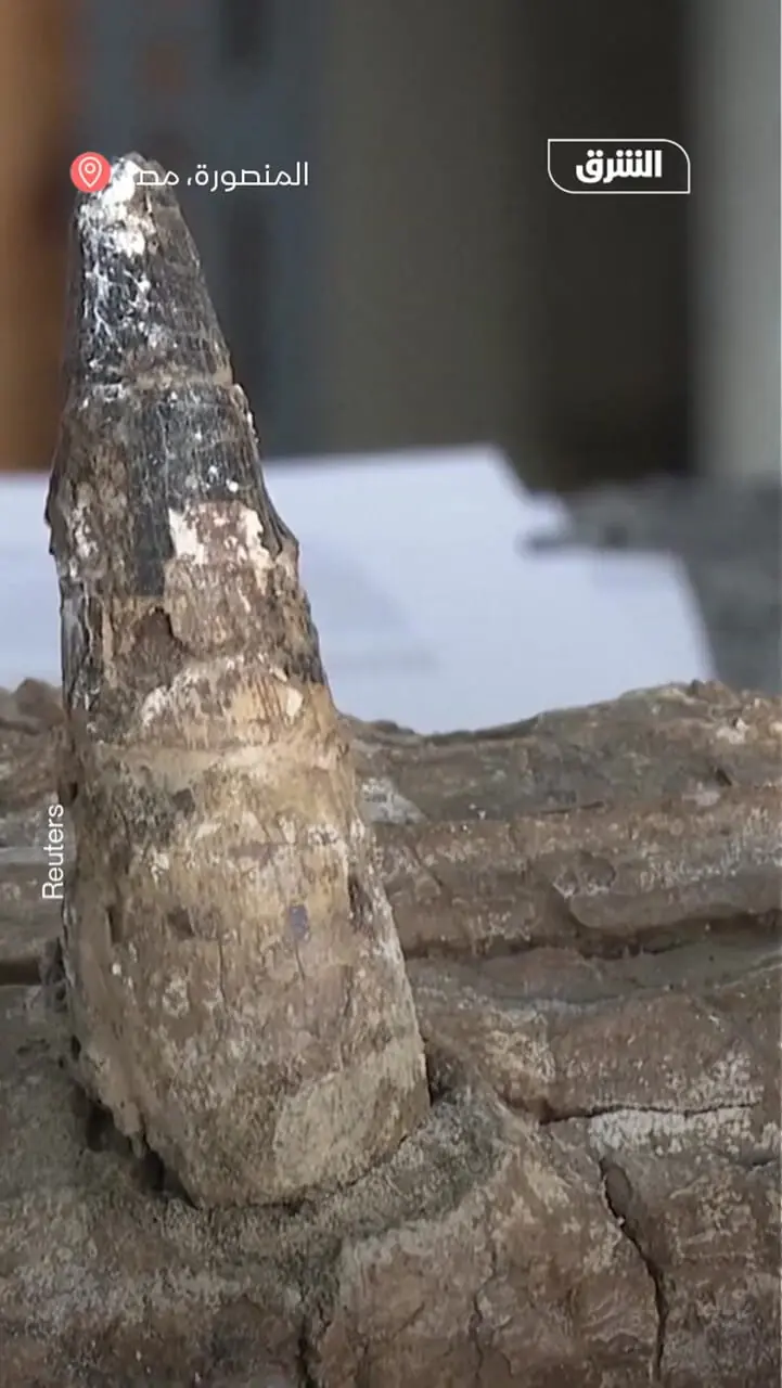 کشف جد ۸۰ میلیون ساله تمساح‌ها در مصر