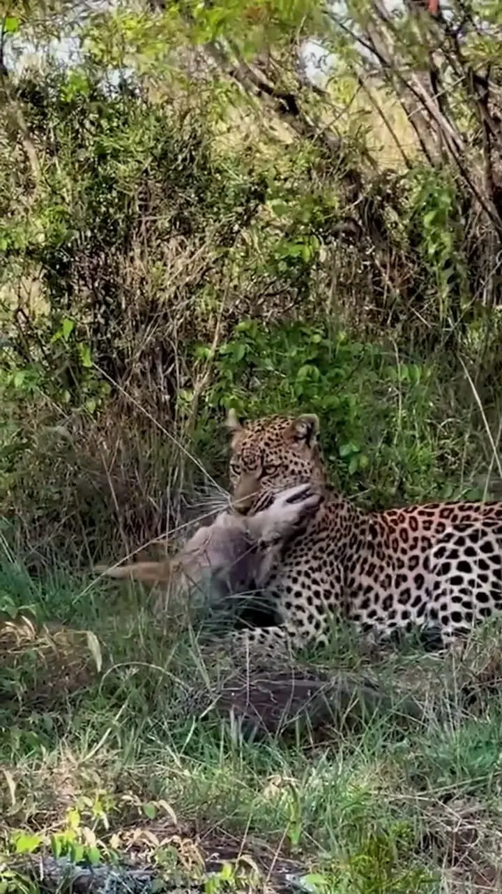 پلنگی که با خونسردی شغال را خفه کرد